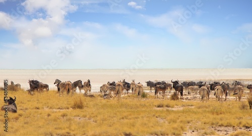 Panoramic view of a large herd of Zebra and Wildebeest with the Etosha Pan in the distance - Heat Haze is very visible, Etosha National Park, namibia © paula