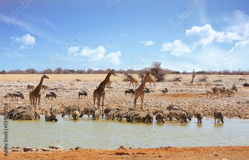 The best waterhole in Etosha National Park - Okaukeujo with lots and lots of animals visitng to take a drink. An amazing sight to behold. Etosha, Namibia, Southern Africa photo