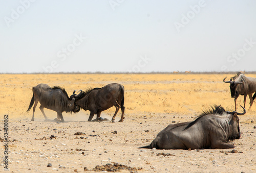 Blue Wildebeest  Connochaetes taurinus  have a fight while others walk on at the edge of the Etosha Pan  Namibia  Southern Africa