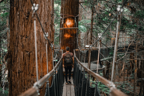 caucasian boy with backpack sandals and brown t-shirt walking backwards along the narrow walkway between the trees in the forest, redwood treewalk, rotorua, new zealand