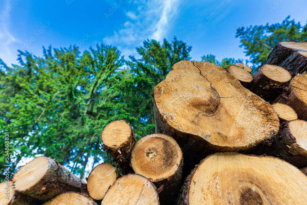 Log trunks pile, the logging timber forest wood industry. Sawn trees from the forest. Heavy wood trunks. Log trunks pile, the logging timber forest wood industry. Sawn trees from the forest. Heavy wood trunks.
