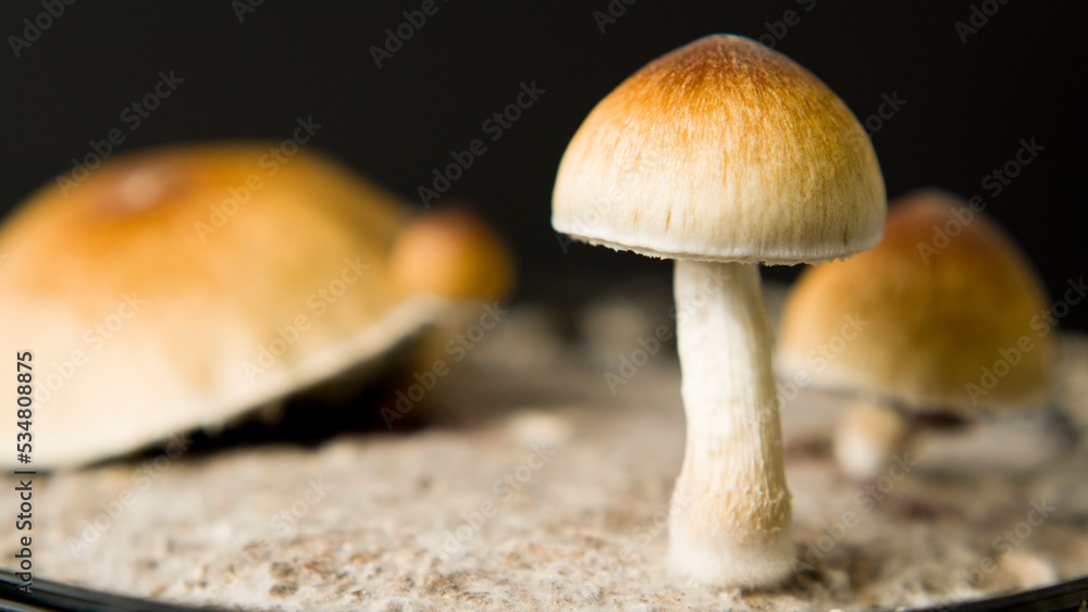 Close up macro magic mushrooms golden teacher cubensis psilocybin psilocin Close up macro magic mushrooms golden teacher cubensis psilocybin psilocin