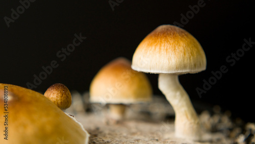 Close up macro magic mushrooms golden teacher cubensis psilocybin psilocin