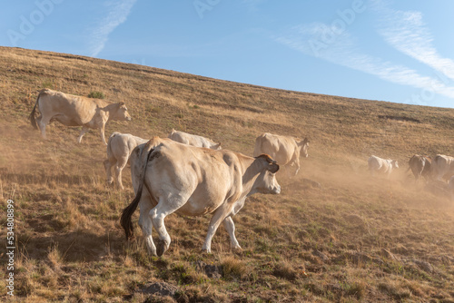 Fototapeta Naklejka Na Ścianę i Meble -  Aubrac cows walking in the dust in a dry pasture in summer.