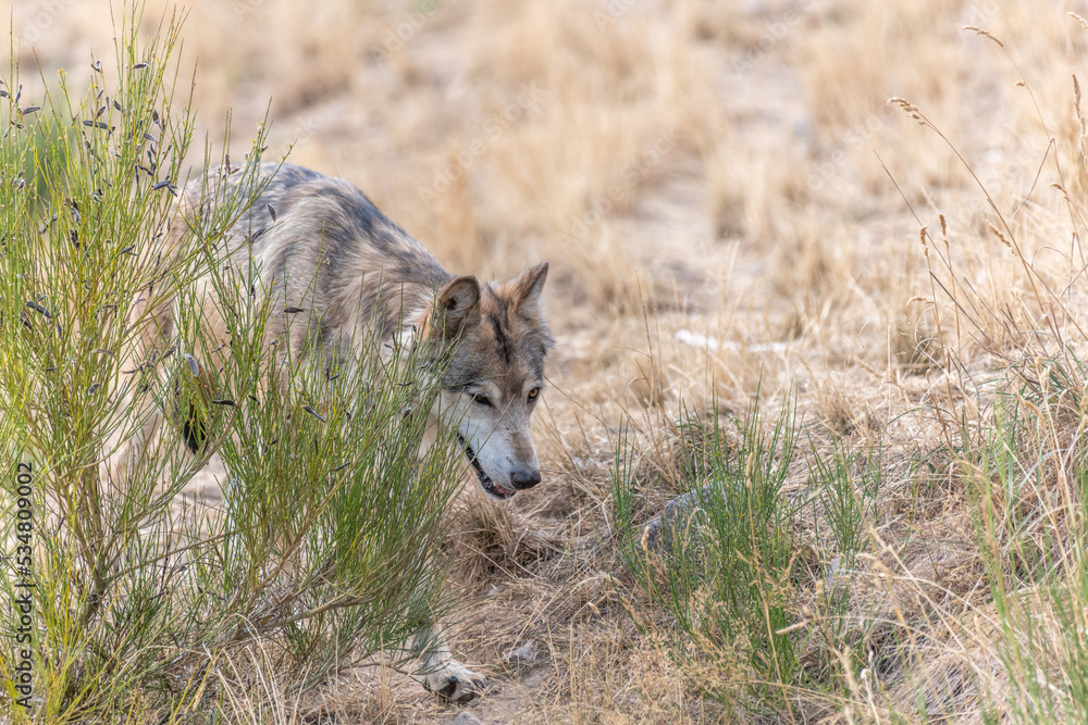 Mongolian wolf (Canis lupus chanco) in Gevaudan Park. Mongolian wolf (Canis lupus chanco) in Gevaudan Park.