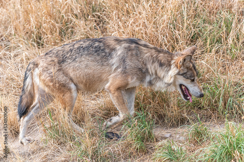 Mongolian wolf (Canis lupus chanco) in Gevaudan Park.