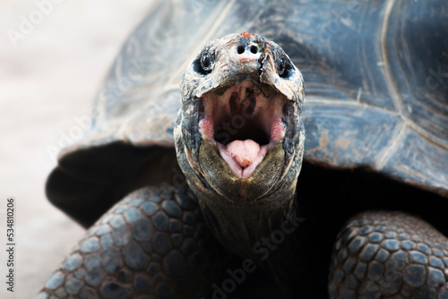 Foto Tortuga gigante esperando comida