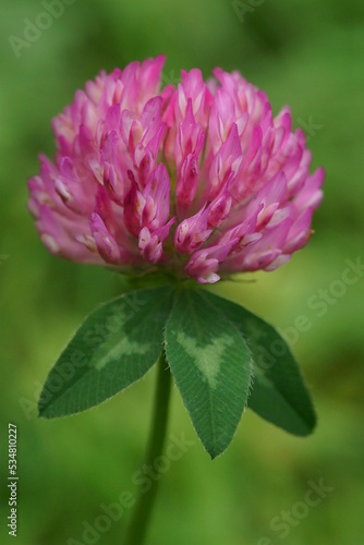 Medicinal plant - wild red clover flower growing in a field; Trifolium pratense