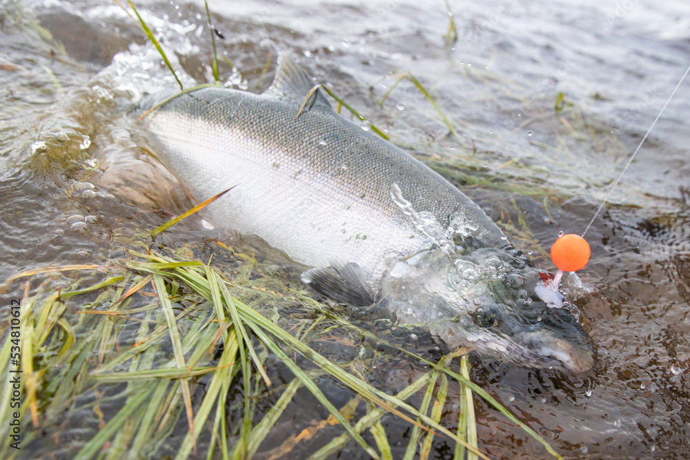 Large Coho silver salmon caught on a fishing hook with a bead. The fish