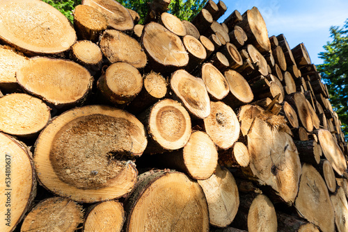 Log trunks pile  the logging timber forest wood industry. Sawn trees from the forest. Heavy wood trunks. 