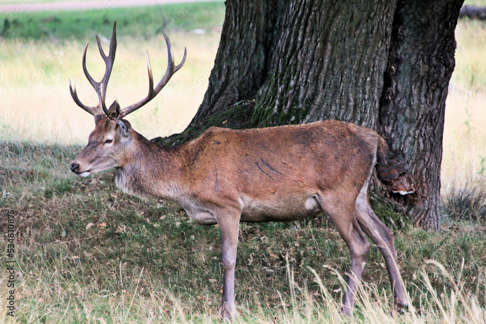 Obraz premium A close up of a Red Deer