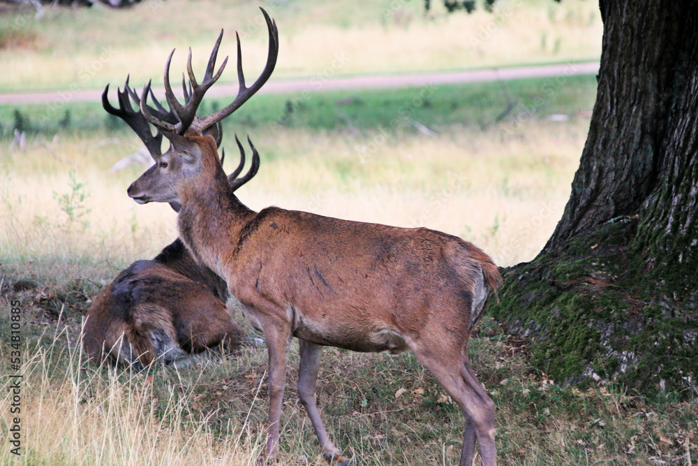 Obraz premium A close up of a Red Deer