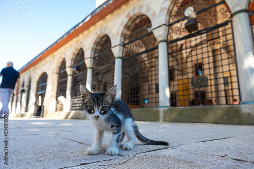 Photography A stray kitten in the mosque's garden in Istanbul