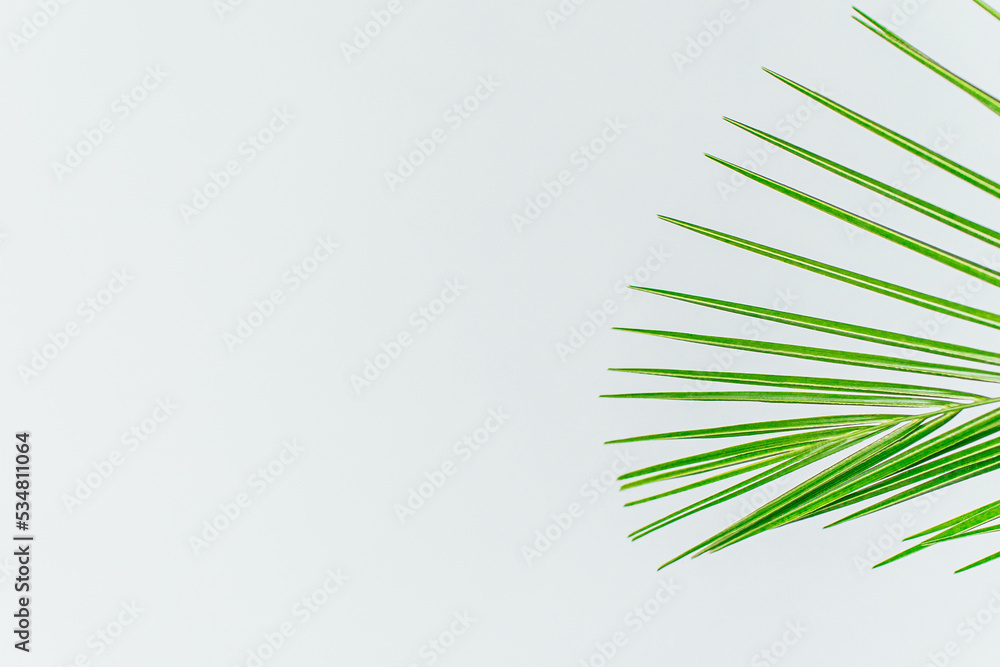 Fototapeta premium exotic plant wallpaper. isolated phoenix palm leaf on white. High quality photo