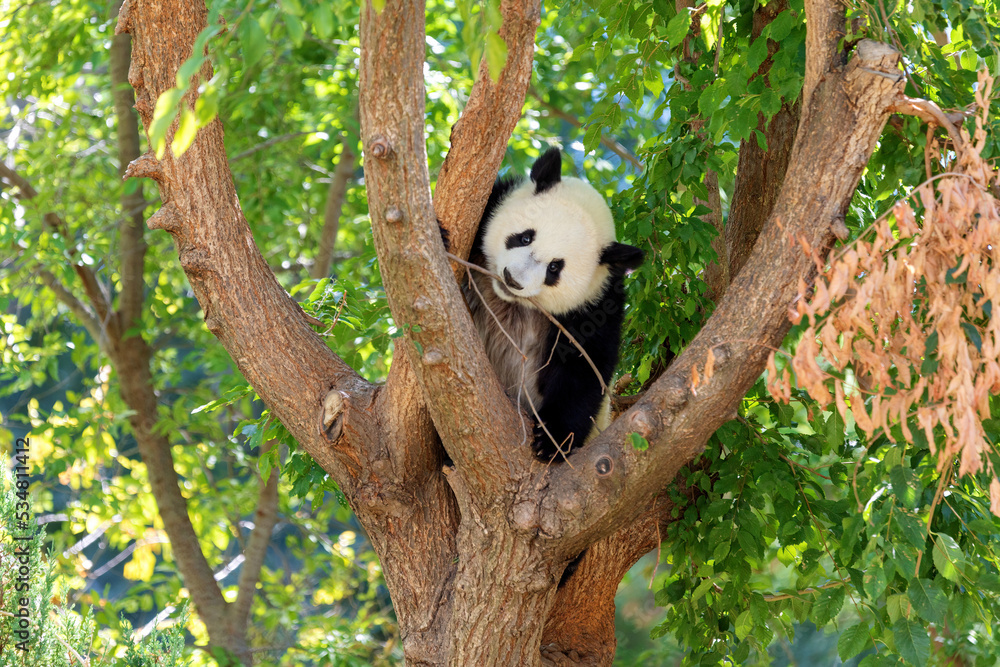 Fototapeta premium panda bear playing with a branch in a tree