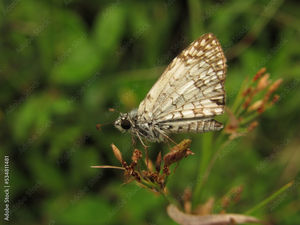 Pyrgus oileus, the tropical checkered pattern, on a seedling plant Pyrgus oileus, the tropical checkered pattern, on a seedling plant