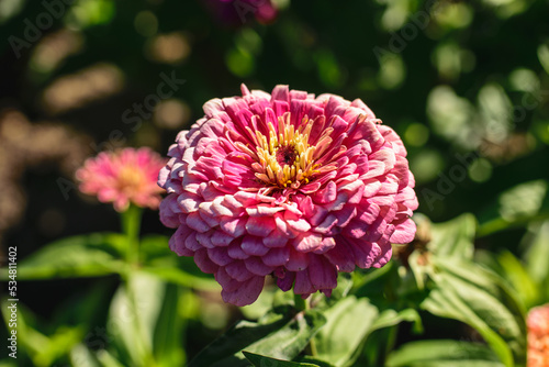 The flower light pink color zinnia in the garden.