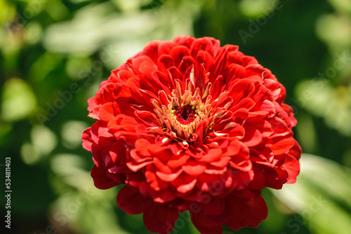 The flower zinnia red color in the garden