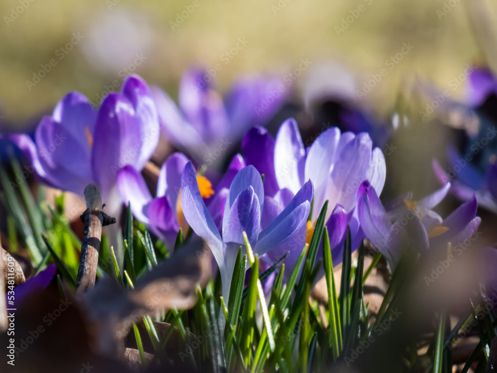 Beautiful macro shot of violet spring crocuses (Crocus vernus) flowering with visible orange pollen in early spring Beautiful macro shot of violet spring crocuses (Crocus vernus) flowering with visible orange pollen in early spring