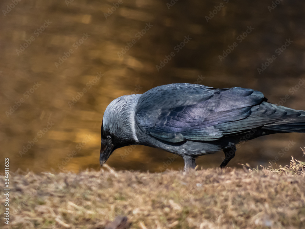 Obraz premium The Western jackdaw or European jackdaw (Coloeus monedula) with shiny black and grey plumage walking in grass in sunlight