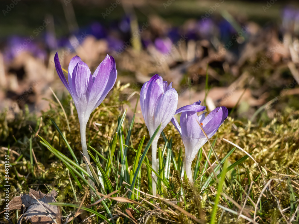 Beautiful macro shot of violet spring crocuses (Crocus vernus) flowering with visible orange pollen in bright sunlight in spring Beautiful macro shot of violet spring crocuses (Crocus vernus) flowering with visible orange pollen in bright sunlight in spring