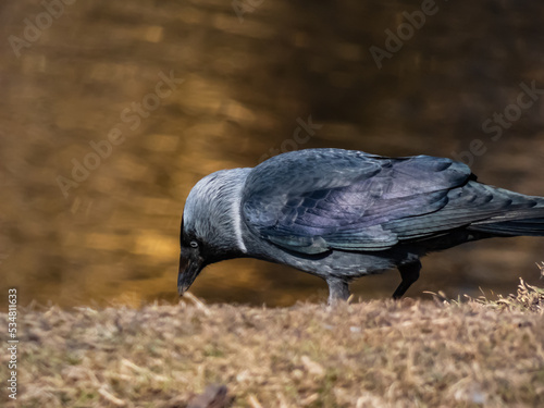 The Western jackdaw or European jackdaw (Coloeus monedula) with shiny black and grey plumage walking in grass in sunlight