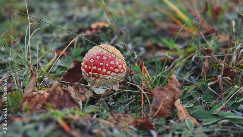 Fly Agaric Amanita Muscaria Toadstood Mushroom with Red Cap and White Warts Fly Agaric Amanita Muscaria Toadstood Mushroom with Red Cap and White Warts