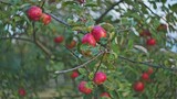 Ripe Fruits Hanging on Tree Branches in Apple Orchard