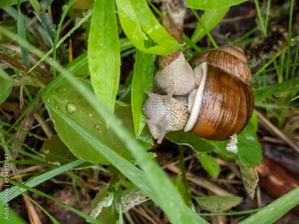 Macro shot of the Roman snail or Burgundy snail (Helix pomatia) eating a green leaf. Detailed shot of the mouth Macro shot of the Roman snail or Burgundy snail (Helix pomatia) eating a green leaf. Detailed shot of the mouth