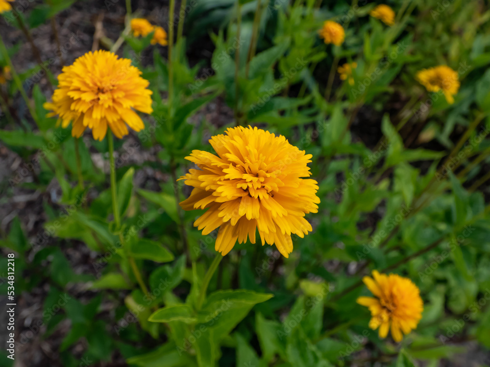Close-up of False Sunflower (Heliopsis helianthoides) 'Asahi' with large golden-yellow fully double daisy flower Close-up of False Sunflower (Heliopsis helianthoides) 'Asahi' with large golden-yellow fully double daisy flower
