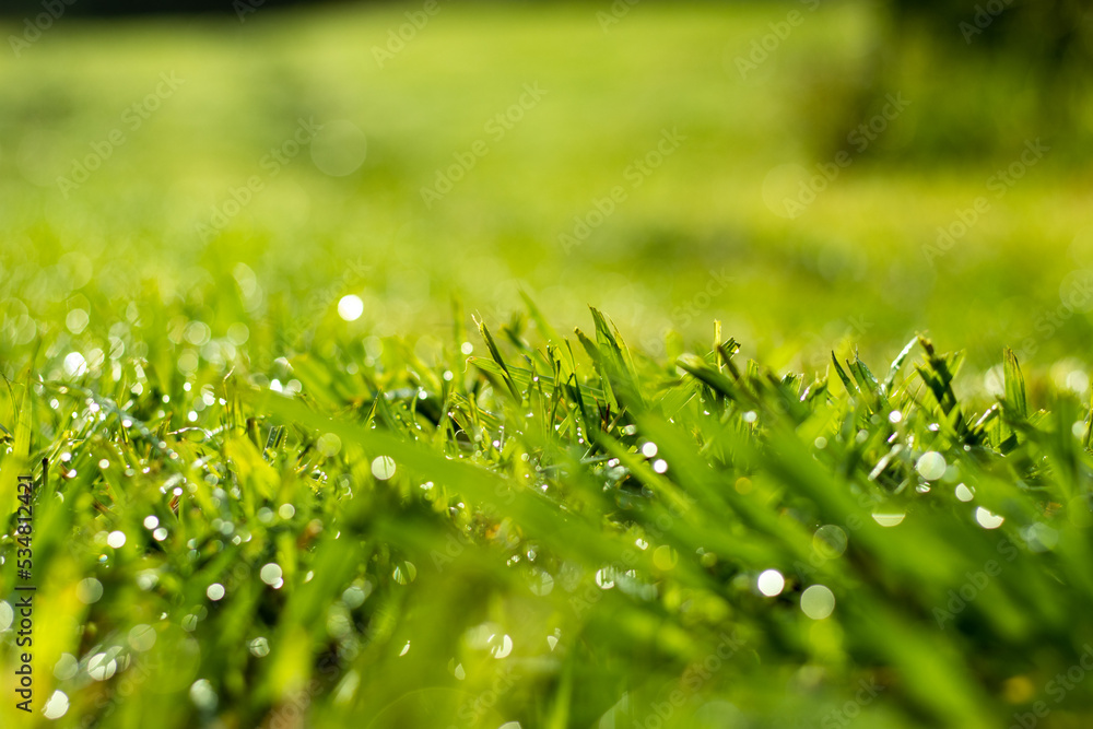 Nature photography, close up grass details, macro with background bokeh. Nature photography, close up grass details, macro with background bokeh.
