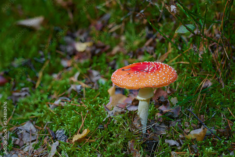 Muchomory czerwone stanowią ozdobę polskich lasów. Białe kropeczki na czerwono pomarańczowym tle. Muchomory czerwone stanowią ozdobę polskich lasów. Białe kropeczki na czerwono pomarańczowym tle.