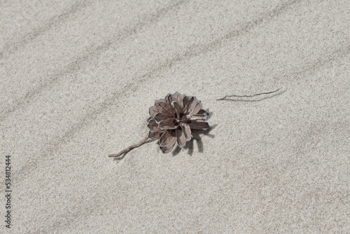 Samotna sosnowa szyszka na ciepłym piasku morskiej plaży. Różne formy i wzory na piasku ukształtowane przez fale i wiatr.