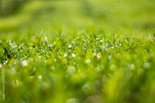 Nature photography, close up grass details, macro with background bokeh.