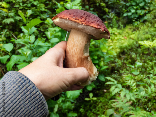 Close-up shot of a hand holding big cep, penny bun, porcino or porcini mushroom (boletus edulis) cut in the forest photo