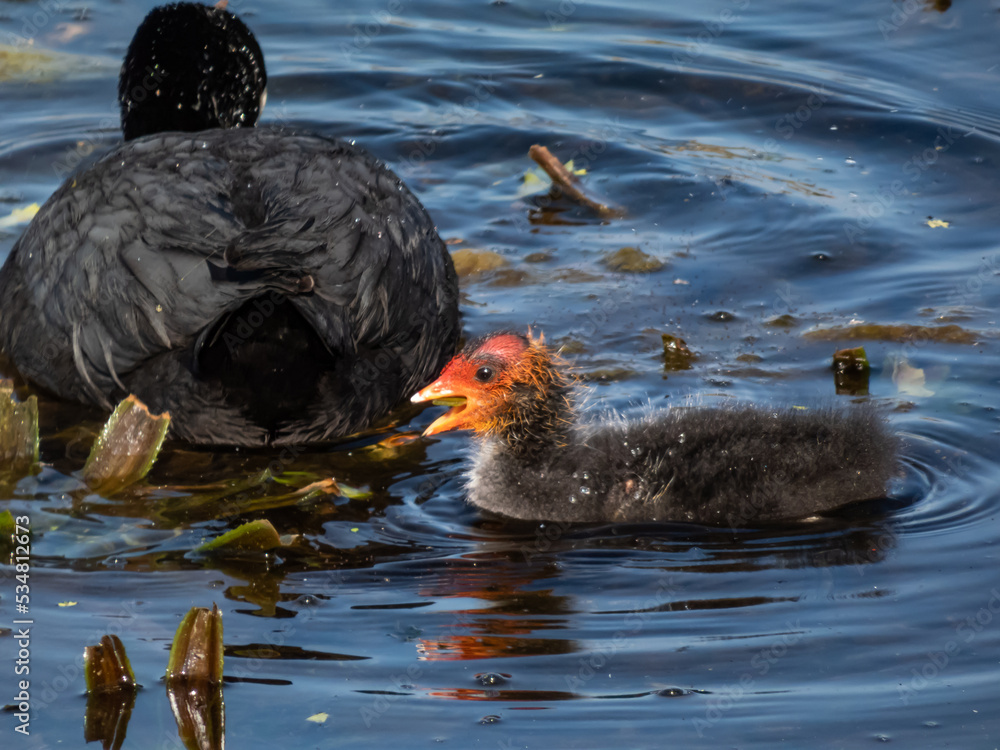 Fototapeta premium The Eurasian coot or common coot (Fulica atra) with black body and white bill with white frontal shield swimming with its chicks covered with a black down and red shield