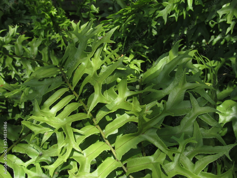 Nephrolepis falcata, also known as fishtail fern Nephrolepis falcata, also known as fishtail fern