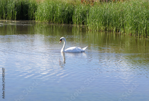 A Swan and other Wildfowl swimming in wetland in UK photo