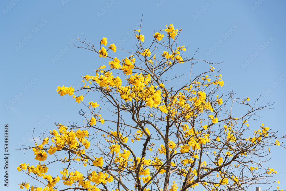 Tabebuia ipe flowers on blue background Tabebuia ipe flowers on blue background