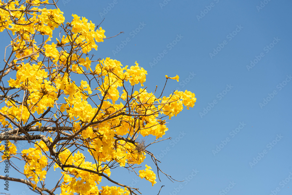 Obraz premium Tabebuia ipe flowers on blue background