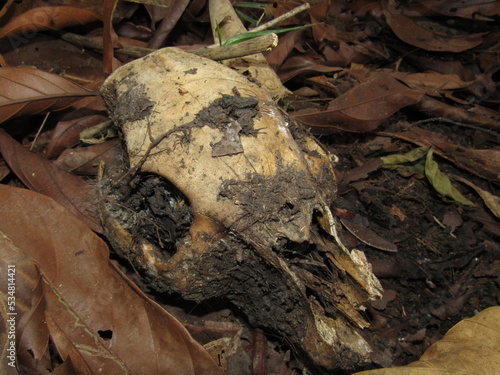 skull of a dead animal, forest in Cos Rarica