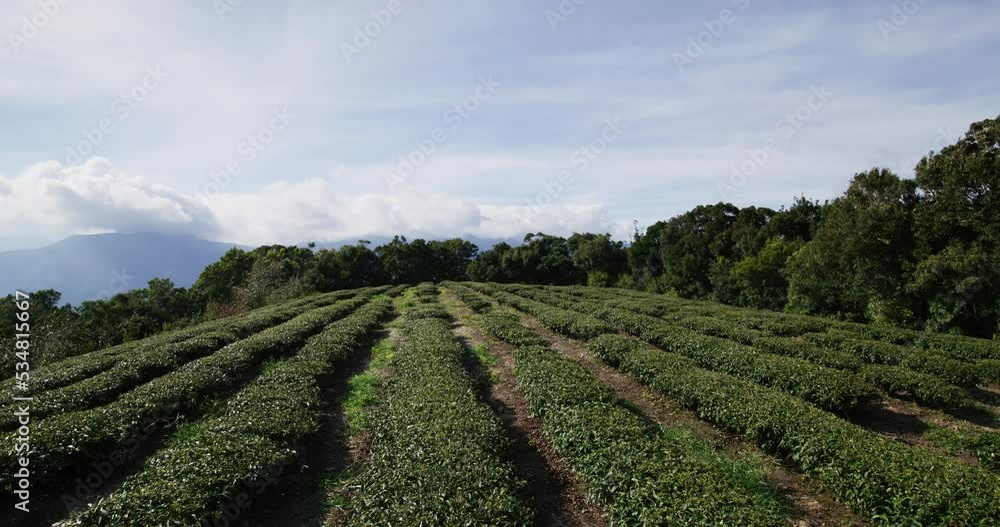 Green tea tree field on mountain Green tea tree field on mountain