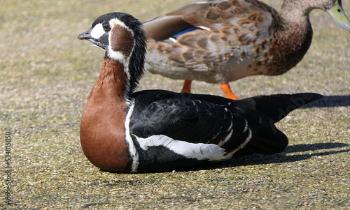 Red-breasted Goose and other Wildfowl wetland in UK photo