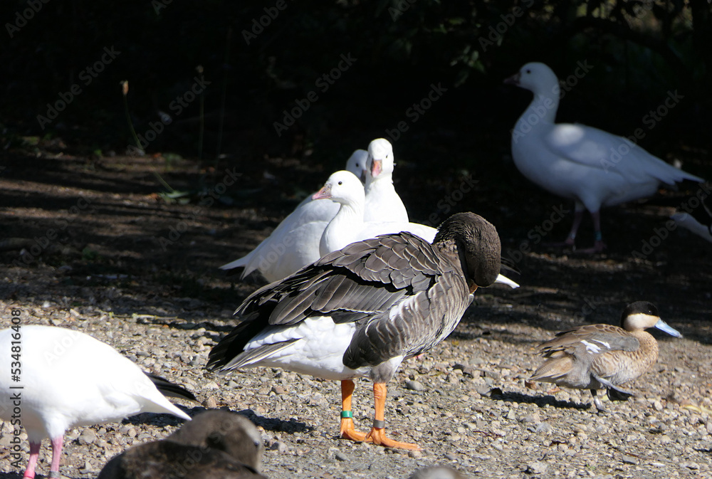 Goose and other Wildfowl wetland in UK Goose and other Wildfowl wetland in UK