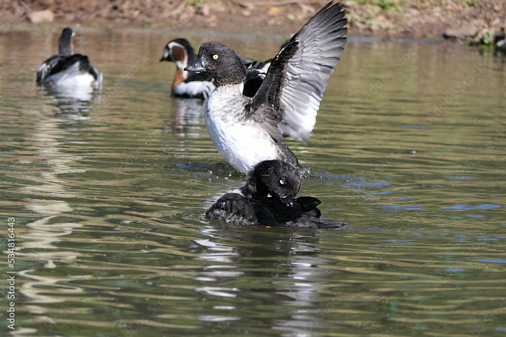 Ring-necked Duck and other Wildfowl swimming wetlands in UK Ring-necked Duck and other Wildfowl swimming wetlands in UK