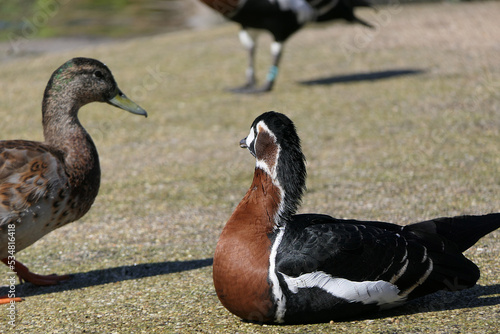 Red-breasted Goose and other Wildfowl wetland in UK photo