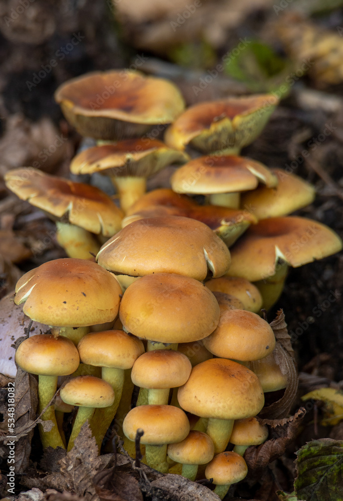 a close-up of many Psathyrella spadicea mushrooms a close-up of many Psathyrella spadicea mushrooms