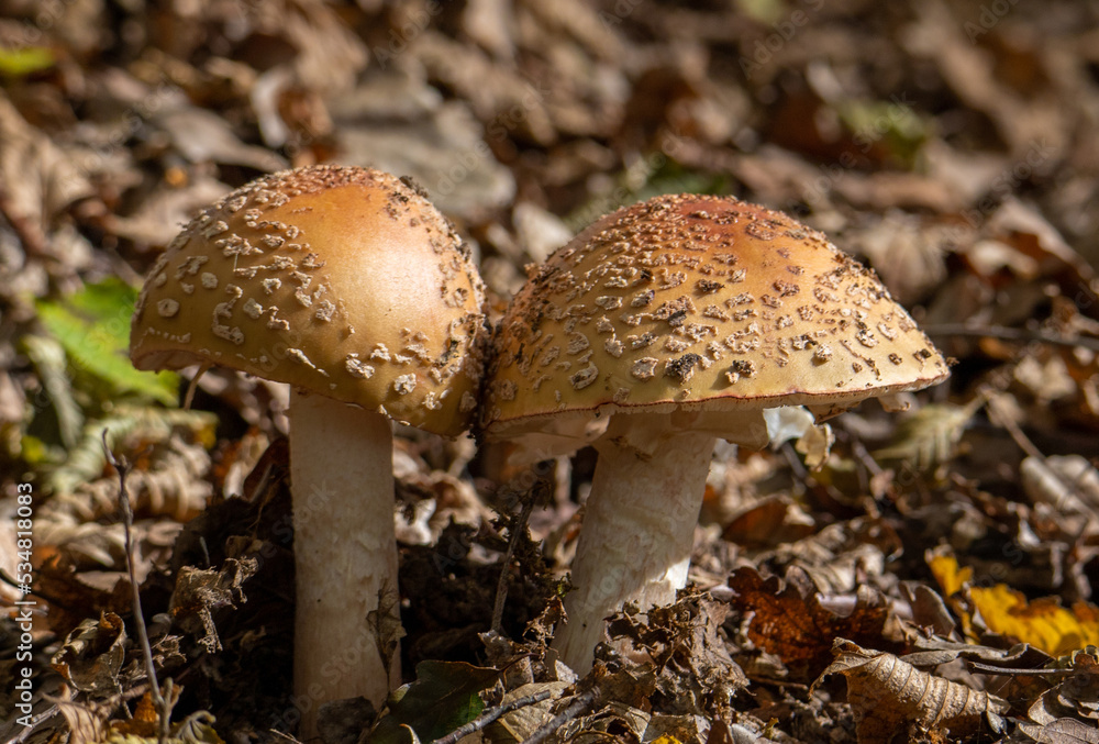 a close-up of two Amanita Pantherina mushrooms a close-up of two Amanita Pantherina mushrooms