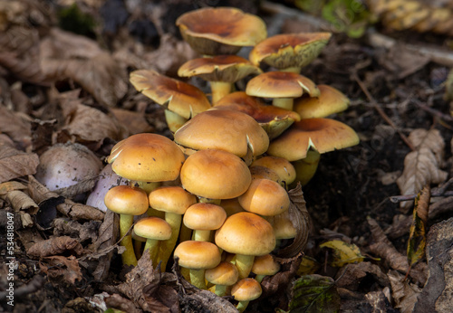 a close-up of many Hypholoma capnoides mushrooms