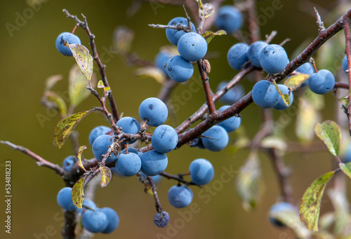 Obraz na płótnie Branches with Prunus spinosa fruits